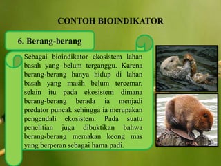 6. Berang-berang
Sebagai bioindikator ekosistem lahan
basah yang belum terganggu. Karena
berang-berang hanya hidup di lahan
basah yang masih belum tercemar,
selain itu pada ekosistem dimana
berang-berang berada ia menjadi
predator puncak sehingga ia merupakan
pengendali ekosistem. Pada suatu
penelitian juga dibuktikan bahwa
berang-berang memakan keong mas
yang berperan sebagai hama padi.
 