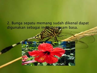 2. Bunga sepatu memang sudah dikenal dapat
digunakan sebagai indikator asam basa.
 