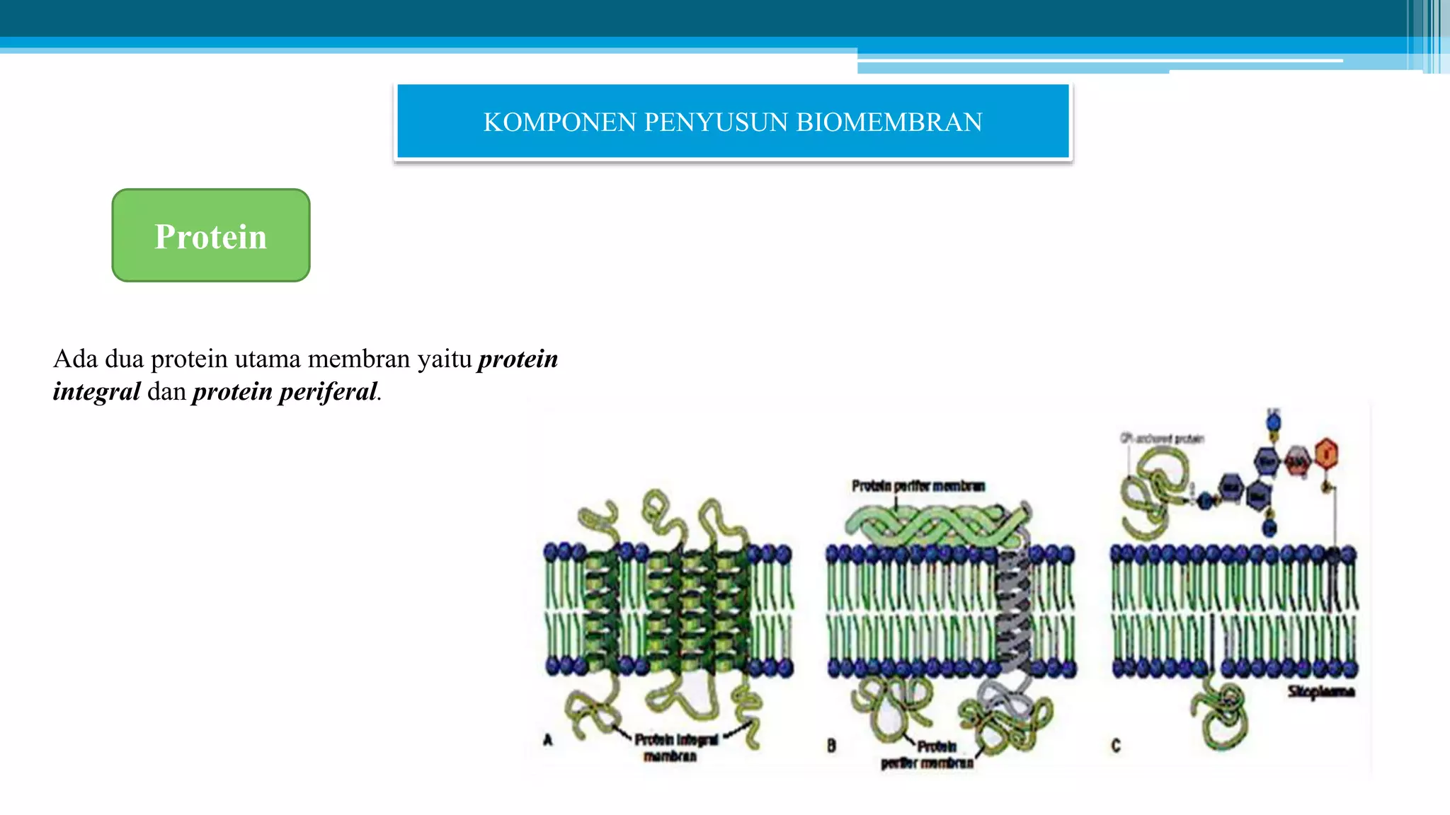 Ppt biokimia i_(biomembran)[1] | PPTX