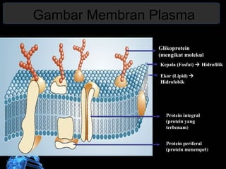 Gambar Membran Plasma 
Glikoprotein 
(mengikat molekul sel tetangga) 
Kepala (Fosfat)  Hidrofilik 
Ekor (Lipid)  
Hidrofobik 
Protein integral 
(protein yang 
terbenam) 
Protein periferal 
(protein menempel) 
 
