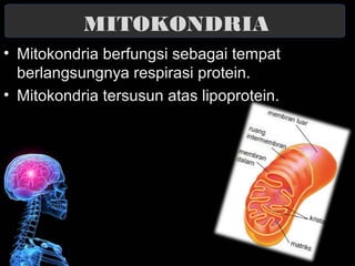 MITOKONDRIA 
• Mitokondria berfungsi sebagai tempat 
berlangsungnya respirasi protein. 
• Mitokondria tersusun atas lipoprotein. 
 