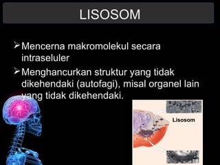 LISOSOM 
Mencerna makromolekul secara 
intraseluler 
Menghancurkan struktur yang tidak 
dikehendaki (autofagi), misal organel lain 
yang tidak dikehendaki. 
Lisosom 
 