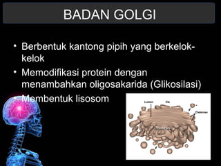 BADAN GOLGI 
• Berbentuk kantong pipih yang berkelok-kelok 
• Memodifikasi protein dengan 
menambahkan oligosakarida (Glikosilasi) 
• Membentuk lisosom 
 