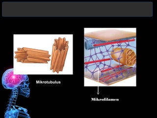Mikrotubulus 
Mikrofilamen 
 