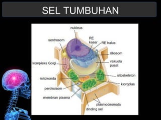 SEL TUMBUHAN 
 