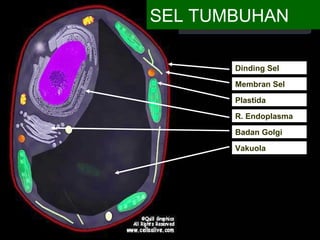 SEL TUMBUHAN 
Dinding Sel 
Membran Sel 
Plastida 
R. Endoplasma 
Badan Golgi 
Vakuola 
 