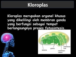 Kloroplas 
Kloroplas merupakan organel khusus 
yang dikelilingi oleh membran ganda 
yang berfungsi sebagai tempat 
berlangsungnya proses fotosintesis. 
 
