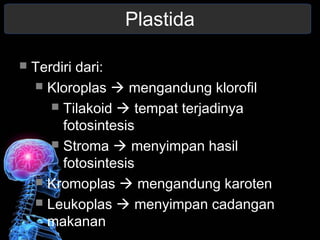 Plastida 
 Terdiri dari: 
 Kloroplas  mengandung klorofil 
 Tilakoid  tempat terjadinya 
fotosintesis 
 Stroma  menyimpan hasil 
fotosintesis 
 Kromoplas  mengandung karoten 
 Leukoplas  menyimpan cadangan 
makanan 
 