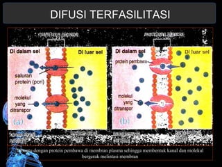 DIFUSI TERFASILITASI 
Dibantu dengan protein pembawa di membran plasma sehingga membentuk kanal dan molekul 
bergerak melintasi membran 
 
