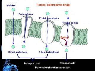 Molekul 
Protein kanal 
Difusi sederhana 
Potensi elektrokimia tinggi 
Protein pembawa 
Protein pompa 
Difusi terfasilitasi 
Energi 
Transpor pasif Transpor aktif 
Potensi elektrokimia rendah 
 