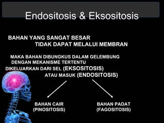 Endositosis & Eksositosis 
BAHAN YANG SANGAT BESAR 
TIDAK DAPAT MELALUI MEMBRAN 
MAKA BAHAN DIBUNGKUS DALAM GELEMBUNG 
DENGAN MEKANISME TERTENTU 
DIKELUARKAN DARI SEL (EKSOSITOSIS) 
ATAU MASUK (ENDOSITOSIS) 
BAHAN CAIR 
(PINOSITOSIS) 
BAHAN PADAT 
(FAGOSITOSIS) 
 
