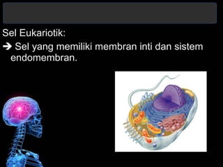 Sel Eukariotik: 
 Sel yang memiliki membran inti dan sistem 
endomembran. 
 