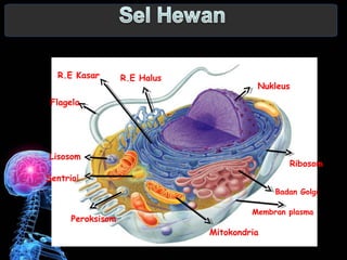 Nukleus 
Ribosom 
Badan Golgi 
Membran plasma 
Mitokondria 
R.E Kasar R.E Halus 
Flagela 
Lisosom 
Sentriol 
Peroksisom 
 