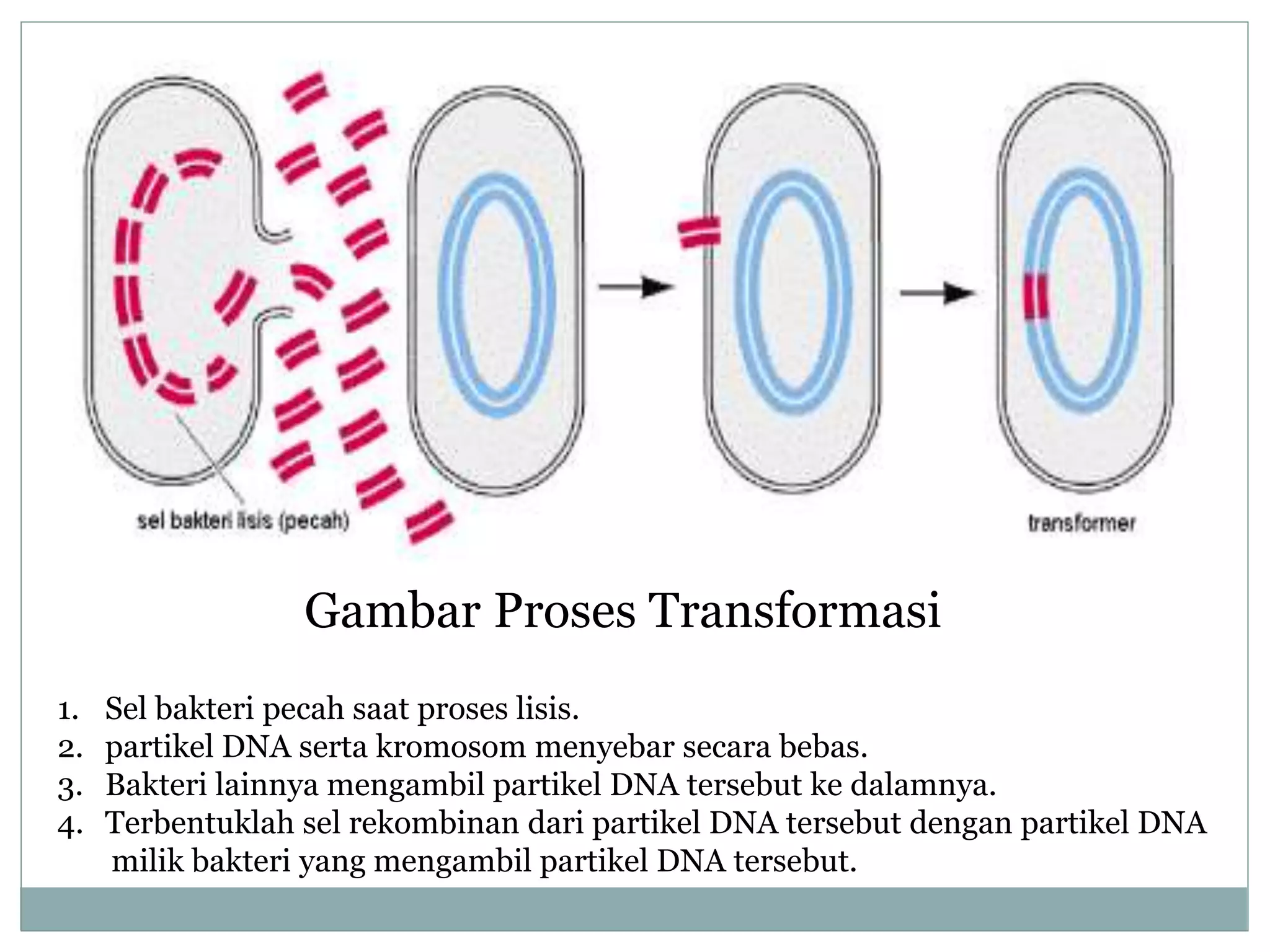 reproduksi bakteri kelas sepuluh PPTX