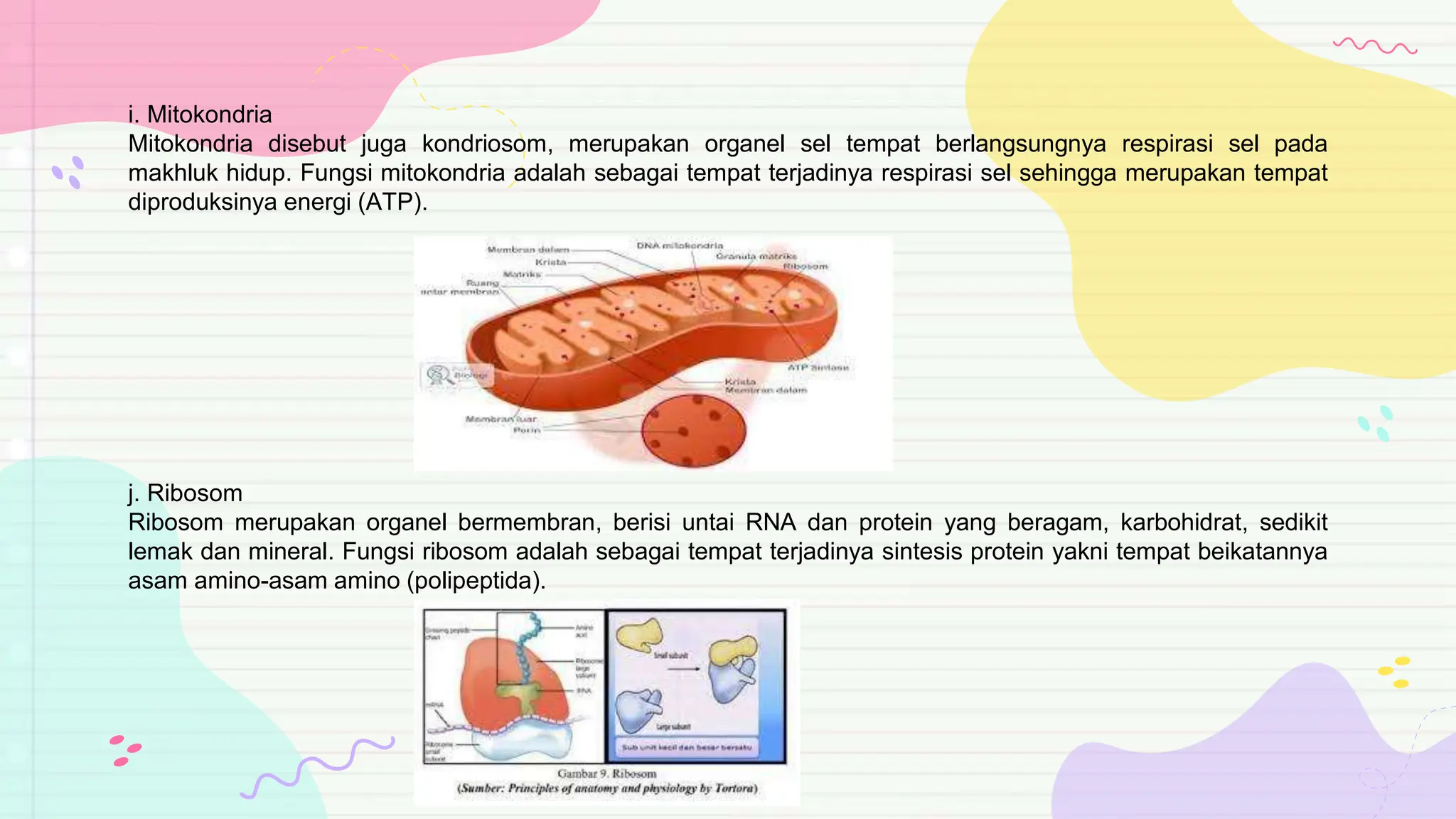 Ppt Biologi Pptx Pendidikan Matematika Semester 2 Ppt