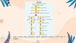 Jadi, energi yang terbentuk dalam glikolisis adalah 2 ATP dan 2
NADH.
 