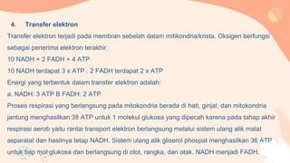 4. Transfer elektron
Transfer elektron terjadi pada membran sebelah dalam mitikondria/krista. Oksigen berfungsi
sebagai penerima elektron terakhir.
10 NADH + 2 FADH + 4 ATP
10 NADH terdapat 3 x ATP : 2 FADH terdapat 2 x ATP
Energi yang terbentuk dalam transfer elektron adalah:
a. NADH: 3 ATP B FADH: 2 ATP
Proses respirasi yang berlangsung pada mitokondria berada di hati, ginjal, dan mitokondria
jantung menghasilkan 38 ATP untuk 1 molekul glukosa yang dipecah karena pada tahap akhir
respirasi aerob yaitu rantai transport elektron berlangsung melalui sistem ulang alik malat
asparatat dan hasilnya tetap NADH. Sistem ulang alik gliserol phospat menghasilkan 36 ATP
untuk tiap mol glukosa dan berlangsung di otot, rangka, dan otak. NADH menjadi FADH.
 