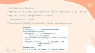 b. Respirasi Anaerob
Fermentasi di dalam tubuh manusia yaitu fermentasi asam laktat.
Respirasi tanpa menggunakan oksigen.
1. Fermentasi alkohol
Fermentasi alkohol menggunakan jamur Saccharomyces.
 