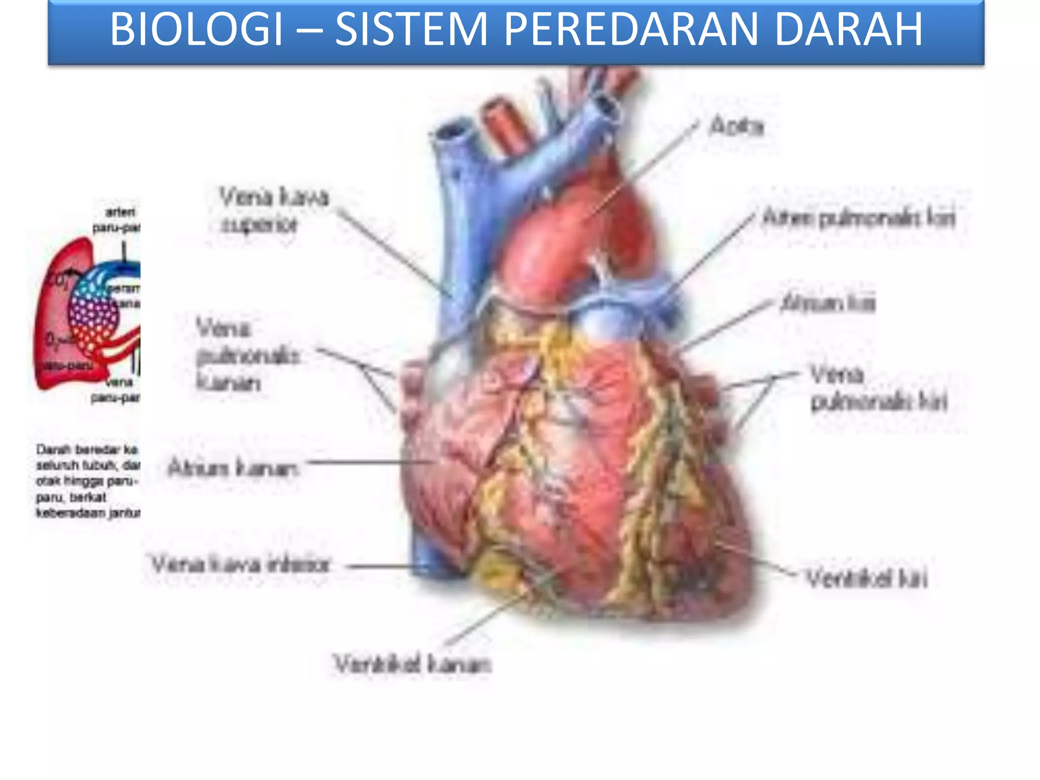 BIOLOGI – SISTEM PEREDARAN DARAH
 
