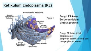 Retikulum Endoplasma (RE)
Fungsi ER kasar :
Berperan dalam
sintesis protein
Fungsi ER halus (tdak
bergranula) :
Berperan dalam sintesis dan
pengangkutan lemak
 