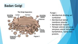 Badan Golgi
Fungsi :
• Membentuk dinding sel
tumbuhan
• Membentuk bahan
membran plasma.
• Membentuk lisosom
• Tempat sekresi senyawa-
senyawa sekret kelompok
karbohidrat, lipida dan
protein.
 