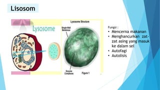 Lisosom
Fungsi :
• Mencerna makanan
• Menghancurkan zat-
zat asing yang masuk
ke dalam sel
• Autofagi
• Autolisis
 