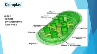 Kloroplas
Fungsi :
• Tempat
berlangsungnya
fotosintesis
 