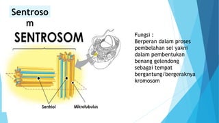 Sentroso
m
Fungsi :
Berperan dalam proses
pembelahan sel yakni
dalam pembentukan
benang gelendong
sebagai tempat
bergantung/bergeraknya
kromosom
 