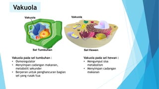 Vakuola
Vakuola pada sel tumbuhan :
• Osmoregulator
• Menyimpan cadangan makanan,
metabolit sekunder
• Berperan untuk penghancuran bagian
sel yang rusak/tua
Vakuola pada sel hewan :
• Mengumpul sisa
metabolism
• Menyimpan cadangan
makanan
 