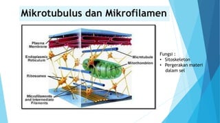 Mikrotubulus dan Mikrofilamen
Fungsi :
• Sitoskeleton
• Pergerakan materi
dalam sel
 