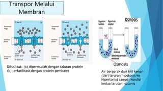 Transpor Melalui
Membran
transport pasif
Difusi zat: (a) dipermudah dengan saluran protein
(b) terfasilitasi dengan protein pembawa
Osmosis
Air bergerak dari kiri kenan
(dari laruran hipotonis ke
hipertonis) sampai kondisi
kedua larutan isotonis
 