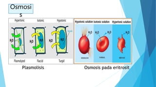Osmosi
s
Osmosis pada eritrositPlasmolisis
 