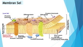 Membran Sel
 