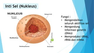 Inti Sel (Nukleus)
Fungsi :
• Mengendalikan
seluruh aktifitas sel
• Mengandung
informasi genetik
(DNA)l
• Memproduksi tRNA,
rRNA dan mRNA
 