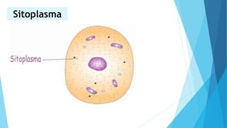 Sitoplasma
 