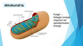 Mitokondria
Fungsi :
Sebagai tempat
respirasi sel
(pembentukan
energi)
 