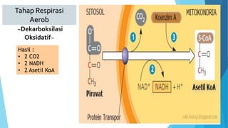 Tahap Respirasi
Aerob
~Dekarboksilasi
Oksidatif~
Hasil :
• 2 CO2
• 2 NADH
• 2 Asetil KoA