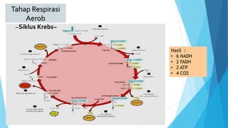 Tahap Respirasi
Aerob
~Siklus Krebs~
Hasil :
• 6 NADH
• 2 FADH
• 2 ATP
• 4 CO2