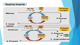 Respirasi Anaerob
Fermentasi
As-Laktat
Fermentasi
Alkohol
