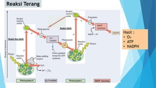 Reaksi Terang
Hasil :
• O₂
• ATP
• NADPH
