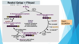 Reaksi Gelap = Fiksasi
CO2=Siklus Calvin
Hasil :
GLUKOSA
