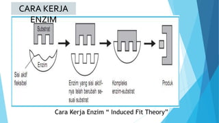 CARA KERJA
ENZIM
Cara Kerja Enzim “ Induced Fit Theory”