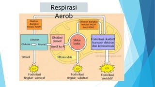 Respirasi
Aerob