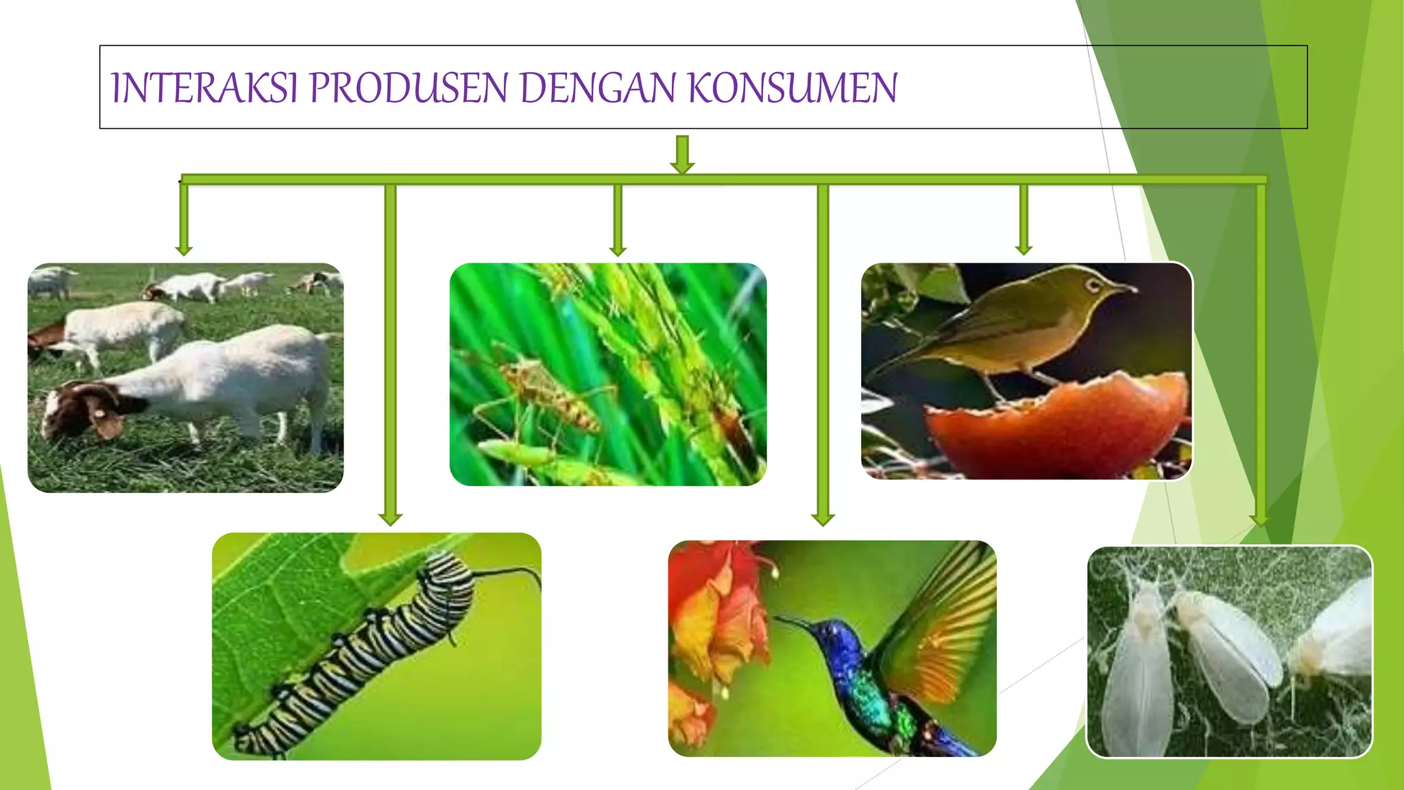 BIOLOGI_M5KB2 PPT | PPTX