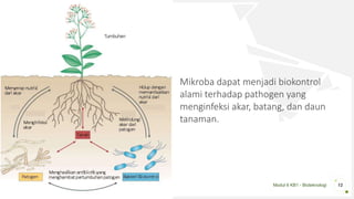 Modul 6 KB1 - Bioteknologi 12
Mikroba dapat menjadi biokontrol
alami terhadap pathogen yang
menginfeksi akar, batang, dan daun
tanaman.
 