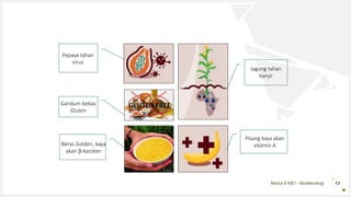 Modul 6 KB1 - Bioteknologi 13
Pepaya tahan
virus
Jagung tahan
banjir
Gandum bebas
Gluten
Pisang kaya akan
vitamin ABeras Golden, kaya
akan -karoten
 