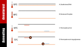 A.DoublestrandDNA
B.DenaturasiTemplate96ºC
50ºC
C.Penempelanprimer50ºC
D.Penempelanenzimtaqpolymerase72ºC
Taq
Taq
denaturasiAnnealing
 
