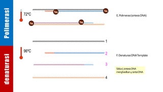 72ºC
Taq
Taq
E.Polimerasi(sintesisDNA)
1
2
3
4
F.DenaturasiDNATemplate
96ºC
SiklusI,sintesisDNA
menghasilkan4rantaiDNA
Taq
Taq
Polimerasidenaturasi
 