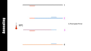 1
2
3
4
50ºC
G.PenempelanPrimer
Annealing
 