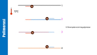 1
2
3
4
Taq
Taq
Taq
Taq
72ºC
H.Penempelanenzimtaqpolymerase
Polimerasi
 